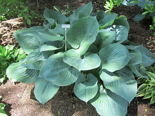 Blue Dolphin Hosta