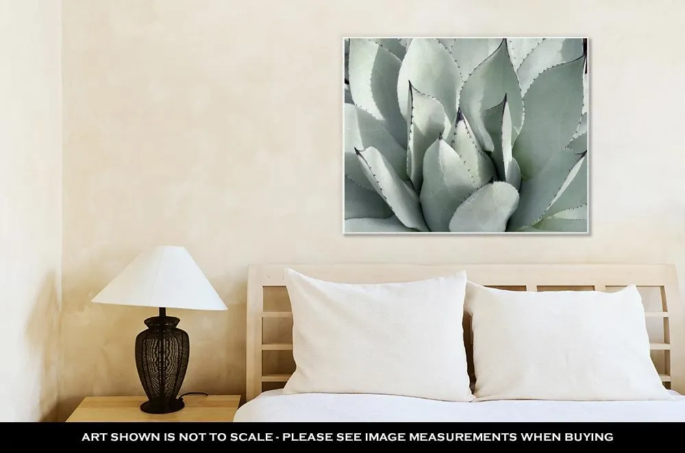 Gallery Wrapped Canvas, Mescal Agave Parryi Var Truncate Is A Slow Growing Perennial Native To Arizona