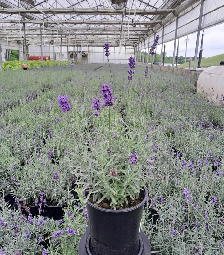 Hidcote Lavender