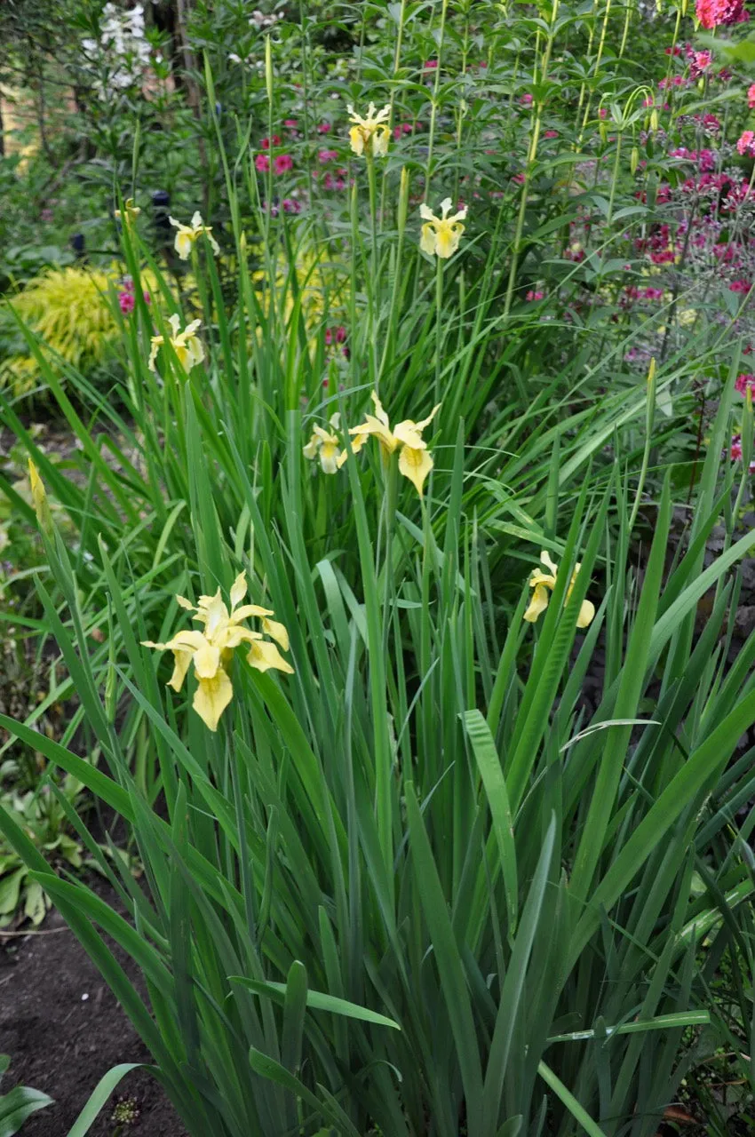 Iris forrestii  ZHNP172 (Forrest's Iris)