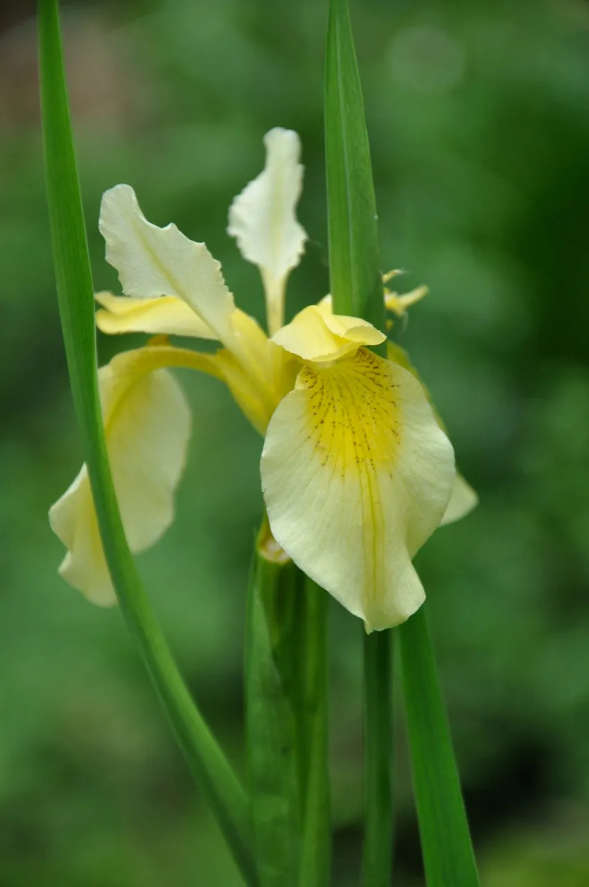Iris forrestii  ZHNP172 (Forrest's Iris)