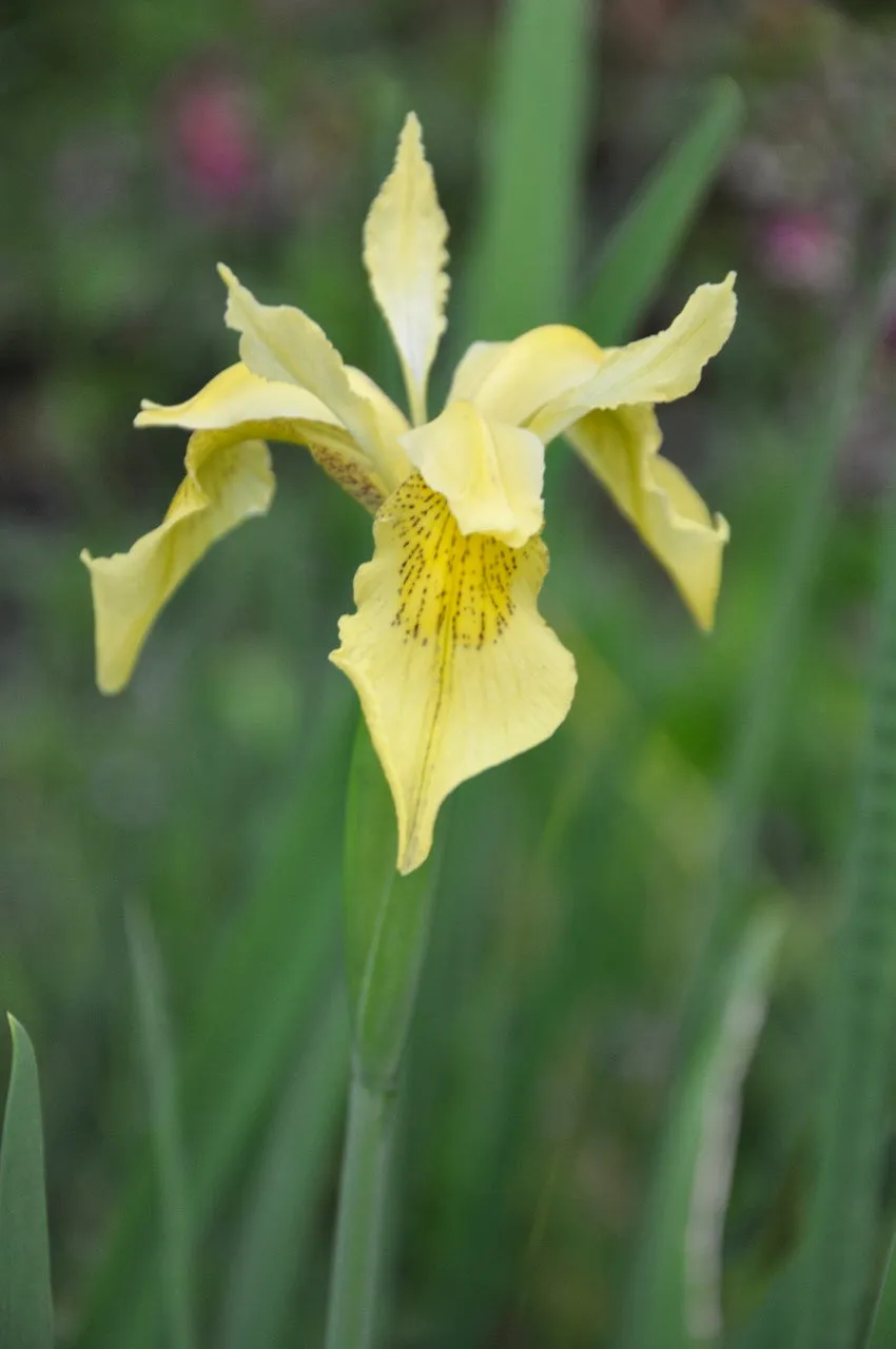 Iris forrestii  ZHNP172 (Forrest's Iris)