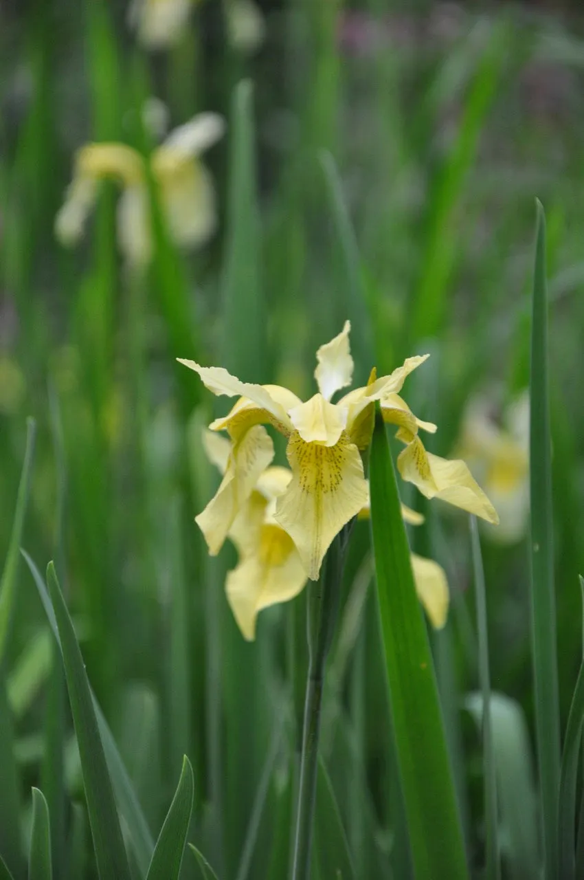 Iris forrestii  ZHNP172 (Forrest's Iris)
