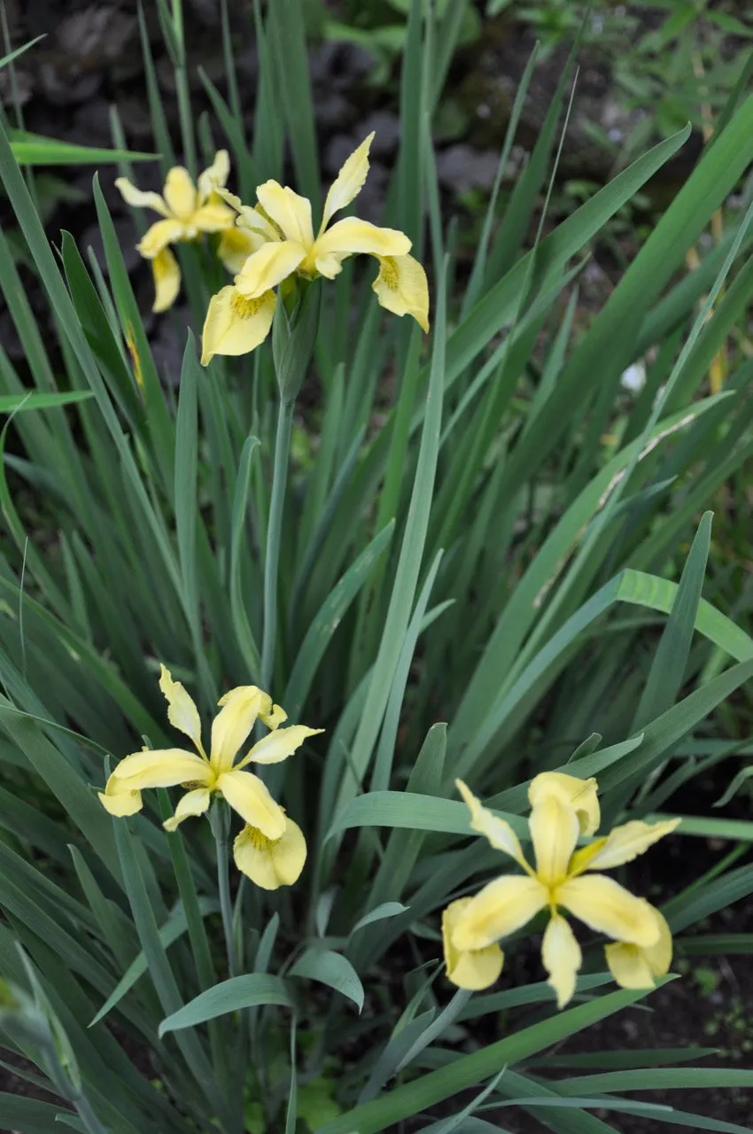 Iris forrestii  ZHNP172 (Forrest's Iris)