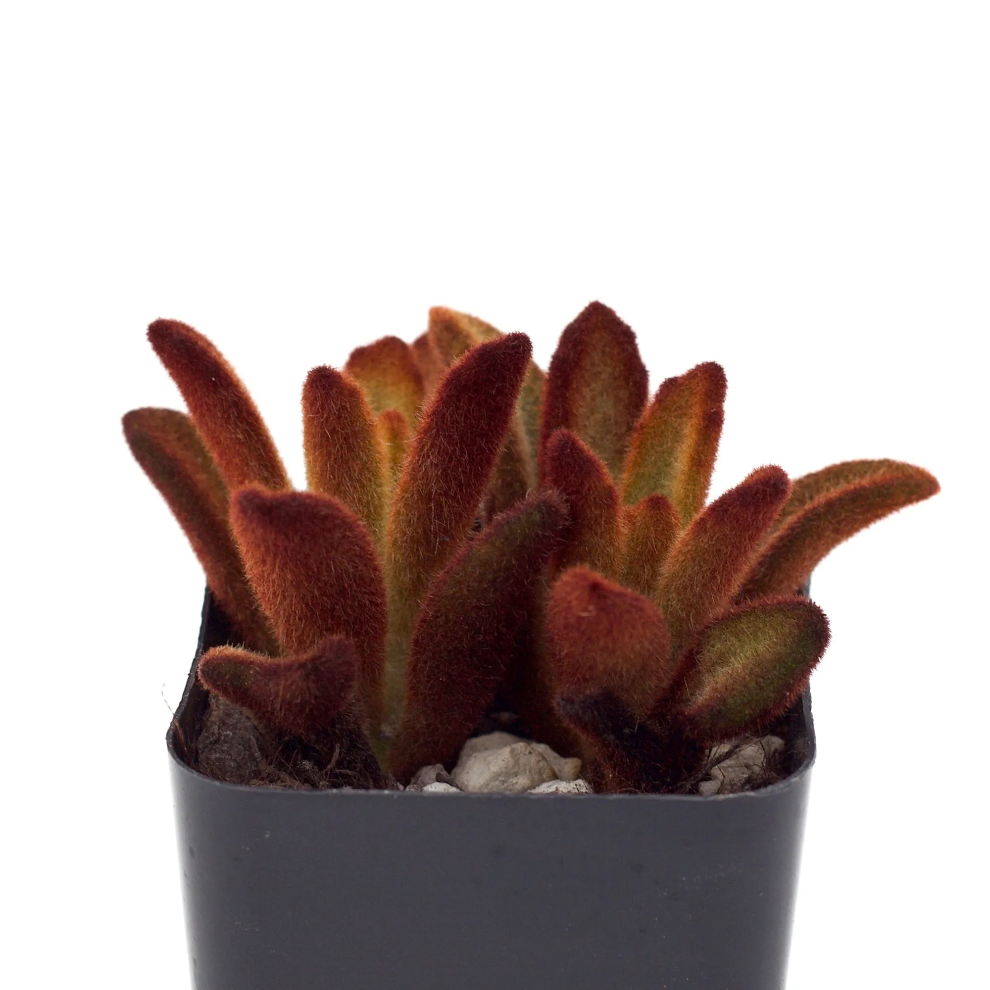 Kalanchoe tomentosa 'Cinnamon'
