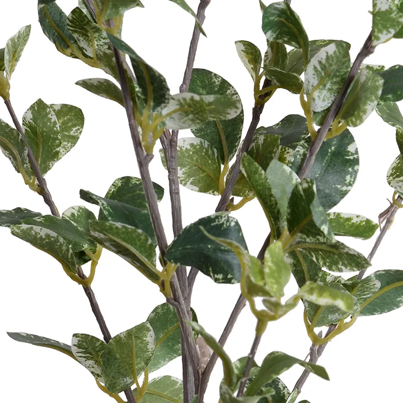 Privet Foliage Spray, 36"L - Variegated