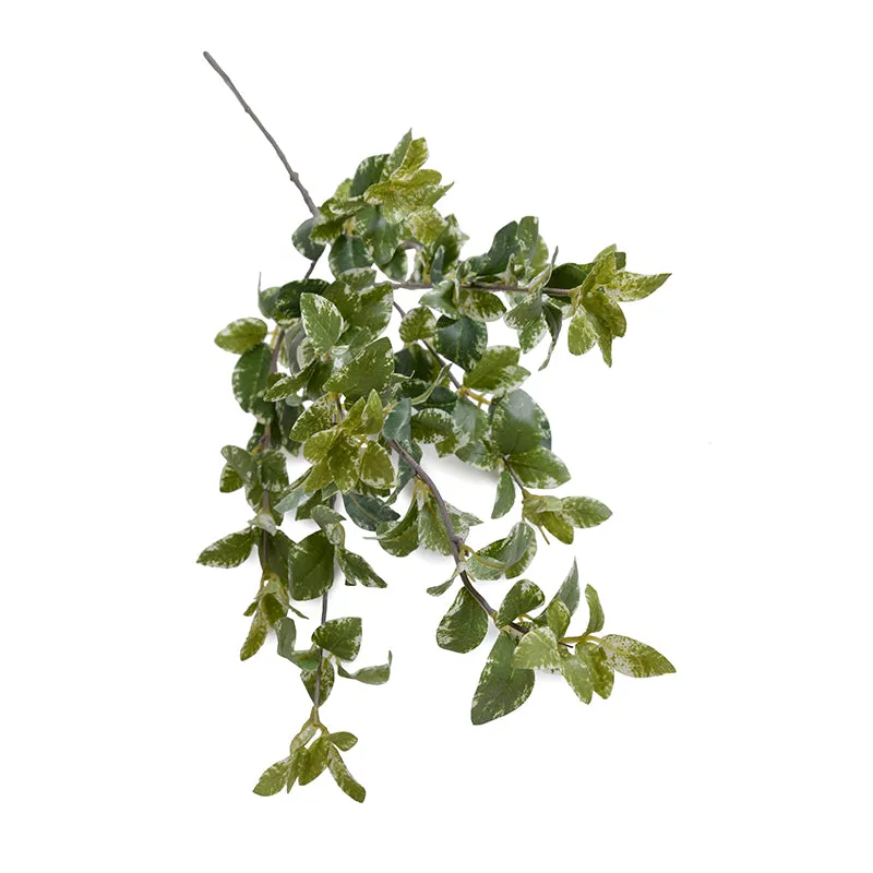 Privet Foliage Spray, 36"L - Variegated