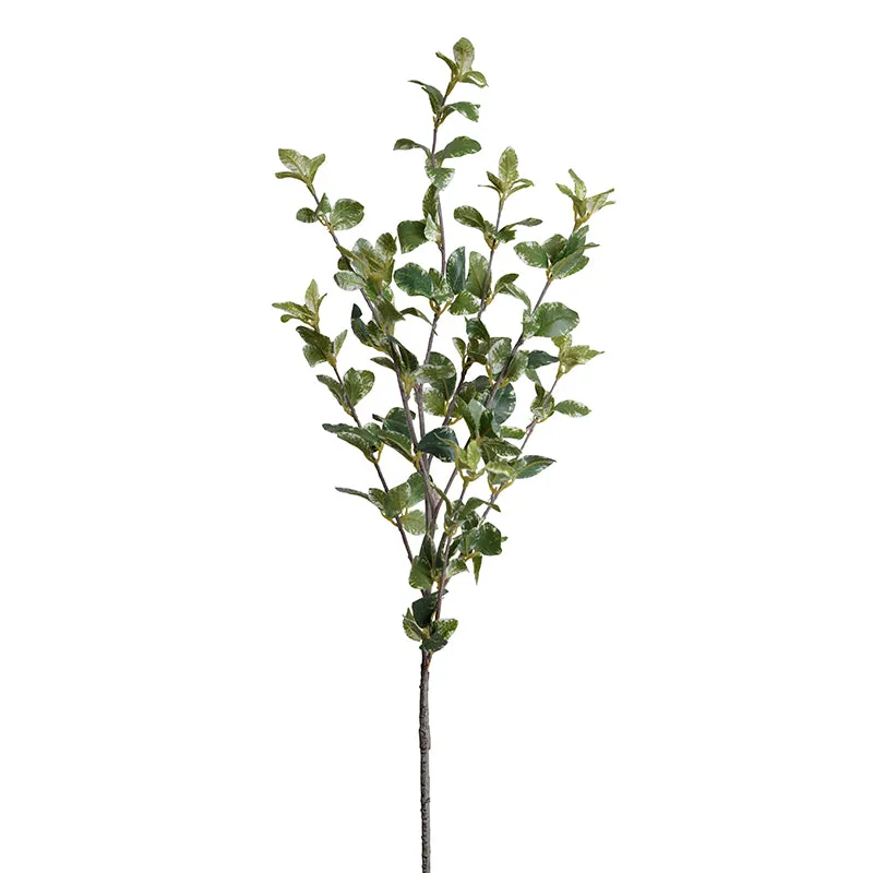 Privet Foliage Spray, 36"L - Variegated