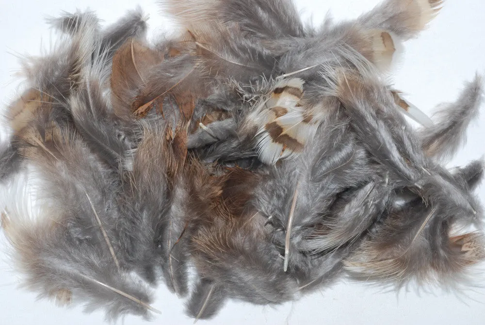 Ruffled Grouse Body Feathers