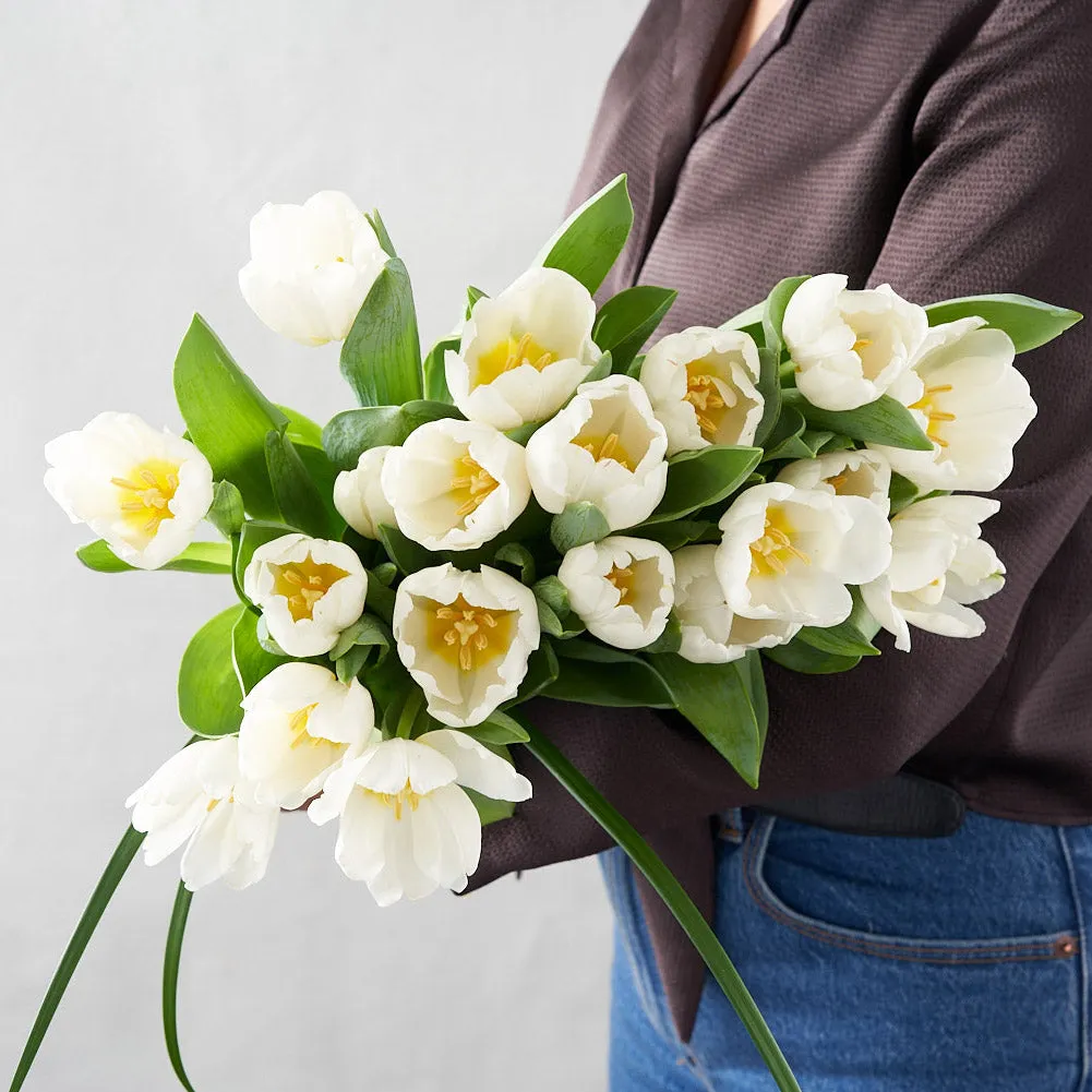 Wilson (Cut White Tulips)