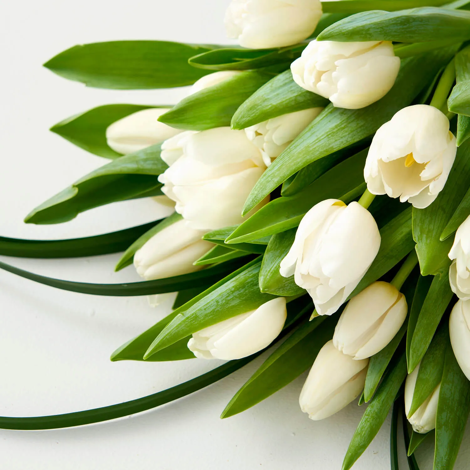 Wilson (Cut White Tulips)